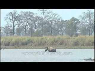 Elephants in a river, fishing