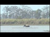 Elephants in a river, fishing