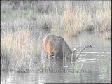 Barasingha submerging its head in muddy water in search of food