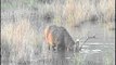 Barasingha submerging its head in muddy water in search of food