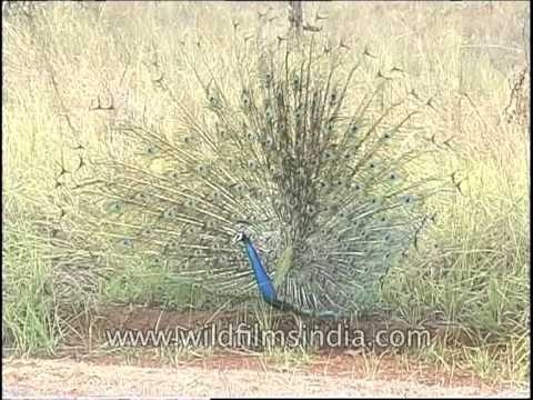 Peacock displaying his vibrant feathers