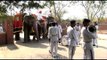 Rows of elephants do a catwalk at the Jaipur Elephant Festival