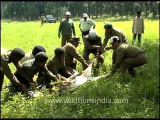 Injured deer being subdued for treatment