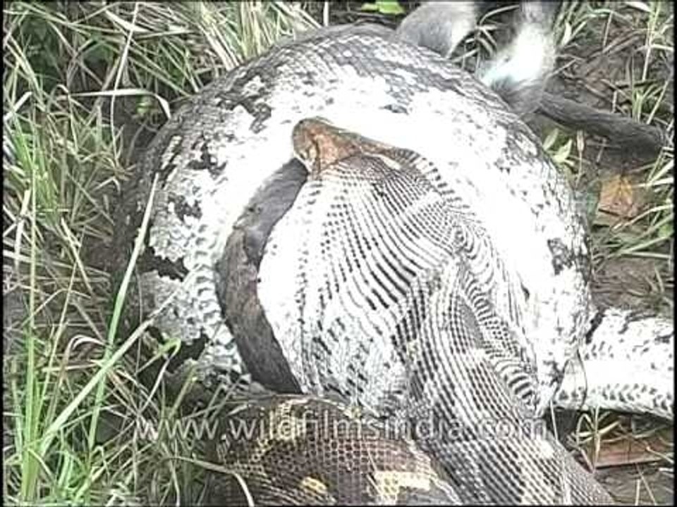 Indian Python is eating a live Langur!!!