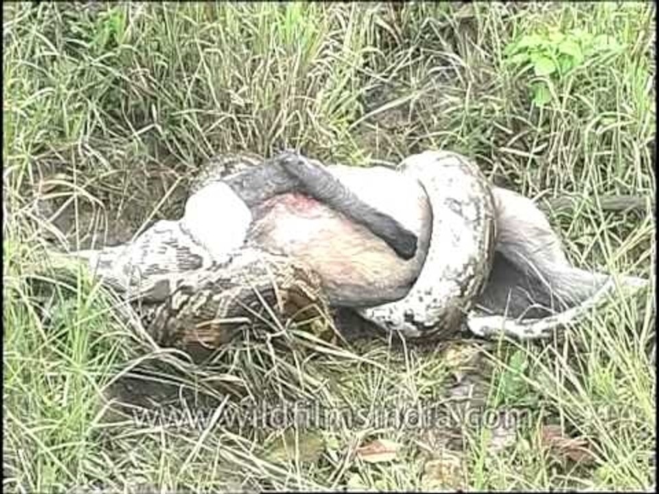 Wild act of python:Python molurus swallows a monkey whole!