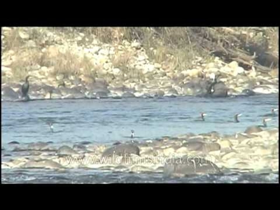 Bird dvd 84 4