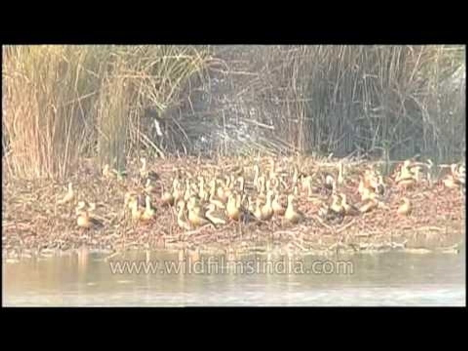 Bird dvd 84 2