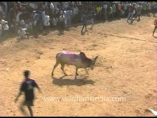Jallikattu: The Indian Bull Fight