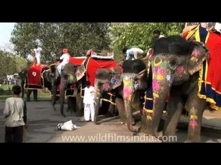 Elephants line up to play holi!