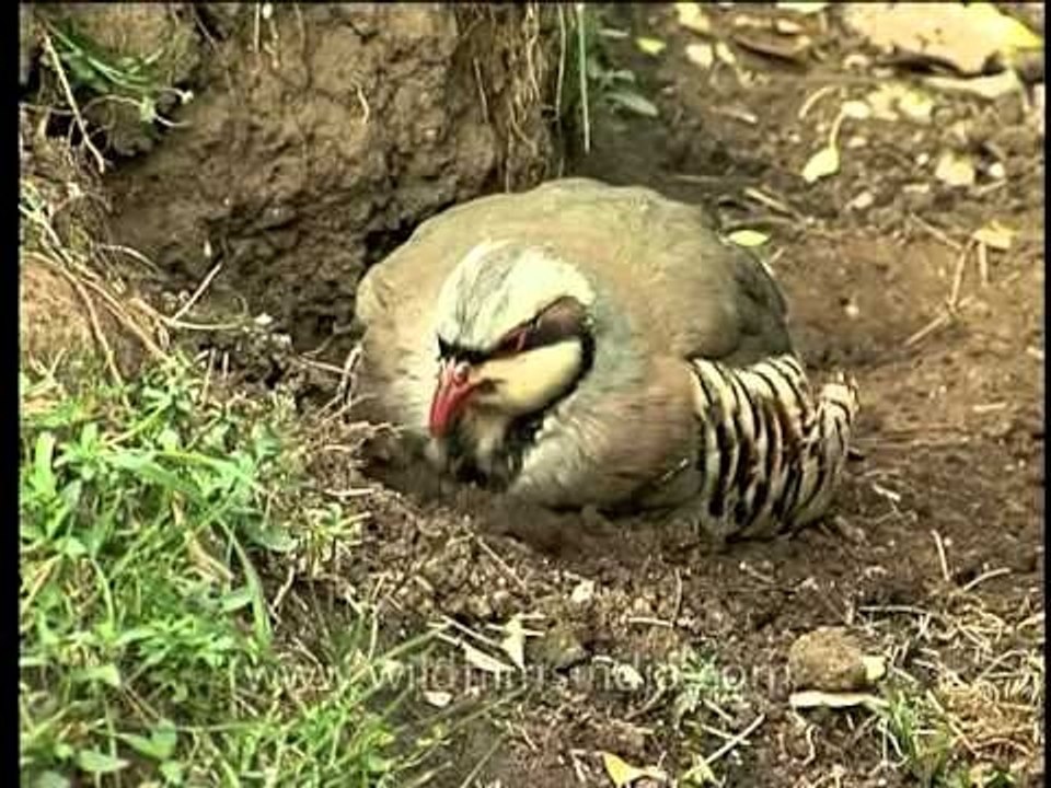 Chukor taking a mud bath