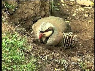 Chukor taking a mud bath
