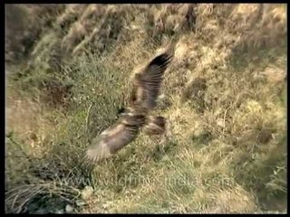 Lammergeier or Bearded Vulture