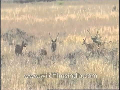 Gangs of Barasingha grazing in dry grassland!