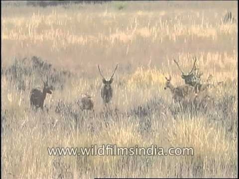 Gangs of Barasingha grazing in dry grassland!