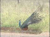Peacock proudly flaunting its feathers!
