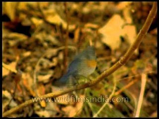 Orange-flanked Bush Robin and Chestnut-bellied Nuthatch excavating nest-hole