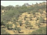 Ranthambore National Park and Padam Talao lake aerial view