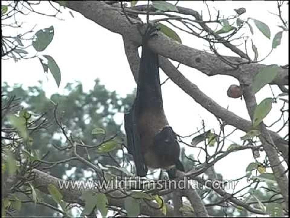 Bat hanging from the tree