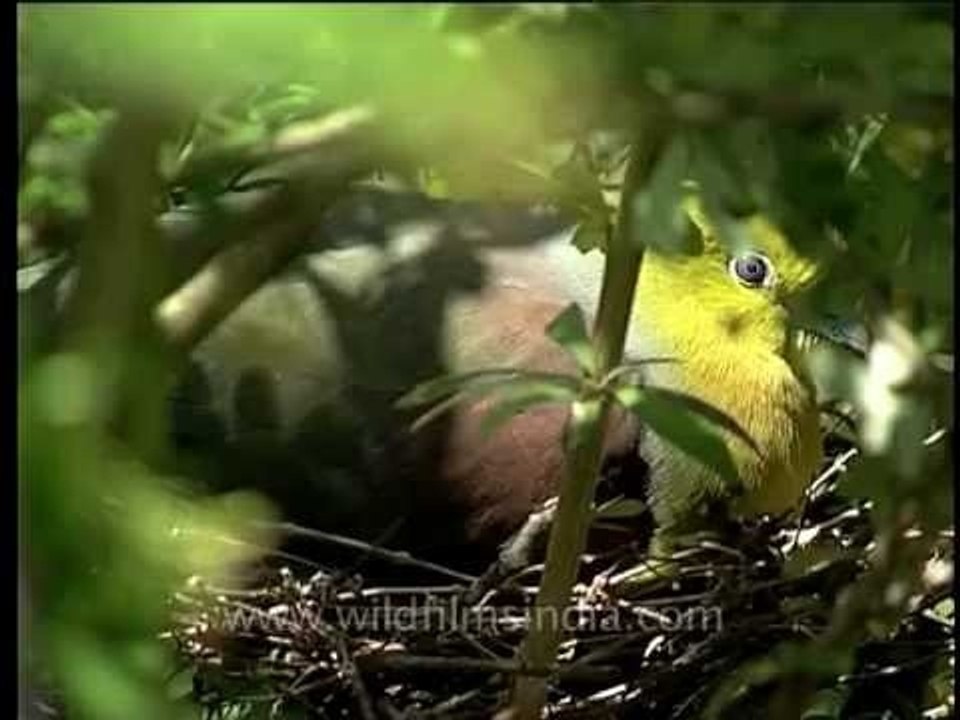 Wedge-tailed Green Pigeon incubating eggs in Landour