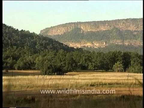 Vast yellow grasslands of Bandhavgarh National Park, Madhya Pradesh