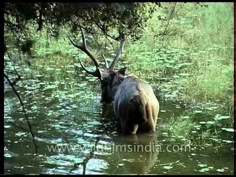 Sambhar deer in Milak Talao at Ranthambore National Park