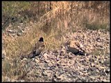 Himalayan Griffon Vultures sitting on rocks and sunning themselves