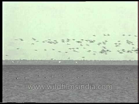 Flights of avifuana over Sambhar Lake, Rajasthan