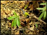 Green-backed Tit in Landour