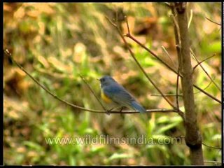 Orange-flanked Bush Robin in Landour