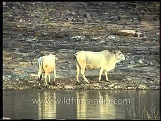 Wildlife Wildboar cows 4 2