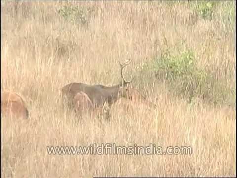 Barasingha chasing opposite sex
