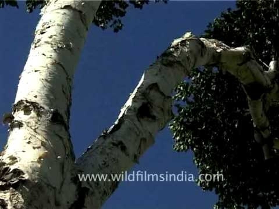 Betula utilis