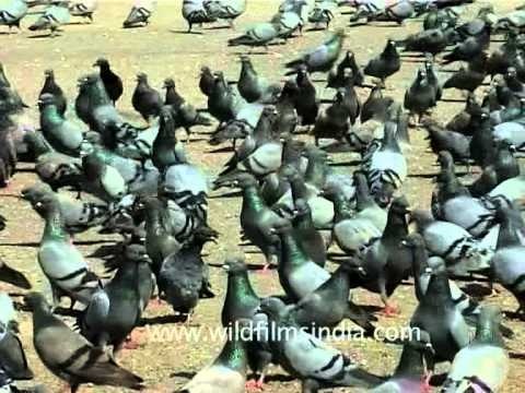 People feeding pigeons at Hazratbal Shrine, Srinagar