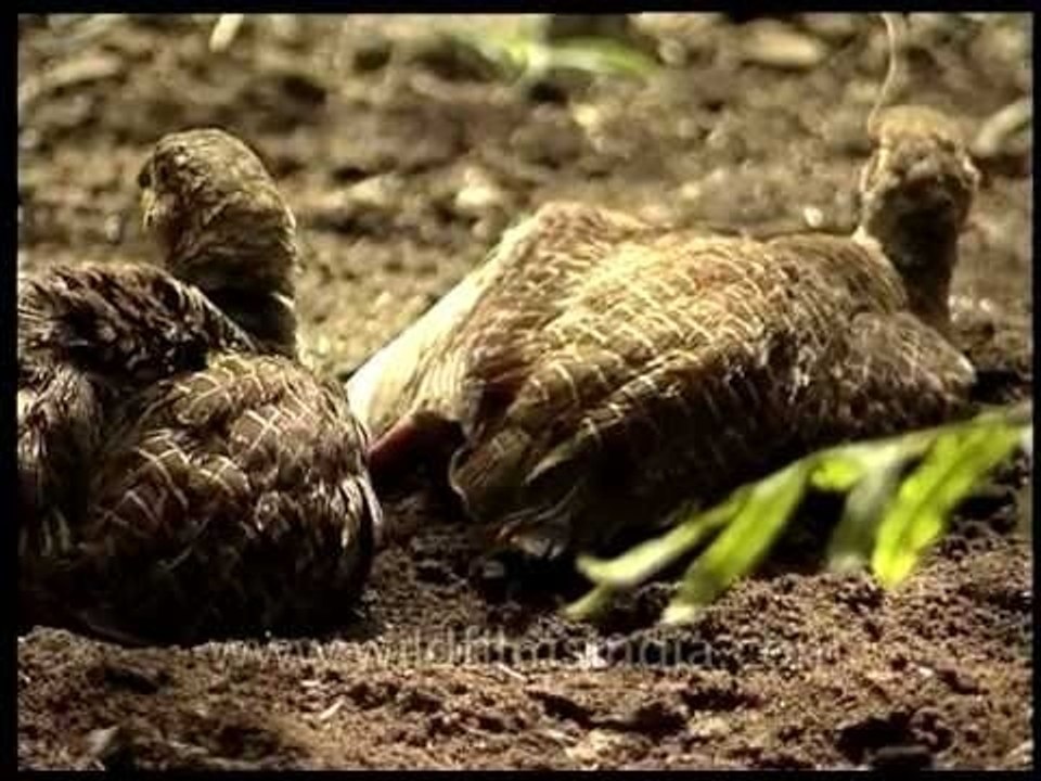 Grey Partridge having a dust bath
