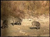 Herd of Indian Wild Boar grazing by a waterhole in Bandhavgarh National Park