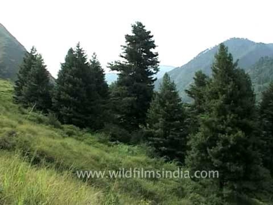Lush green slopes of the Himaya in Pahalgam, Jammu and Kashmir