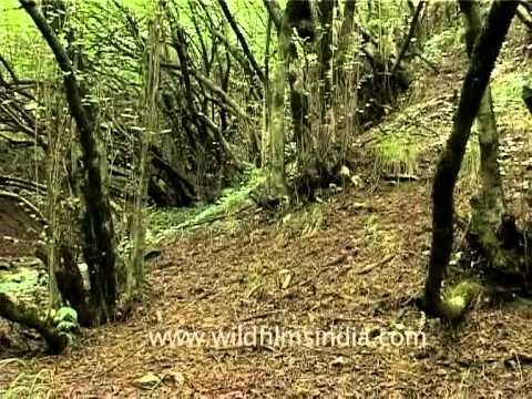 Thick Himalayan forest at Wilderness Films India's Himalayan estate