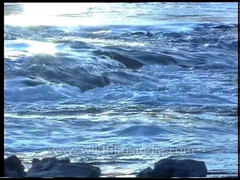 Strong water currents of Ken river, Madhya Pradesh