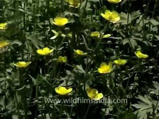 Flowers of the Western Himalaya from Kashmir, India