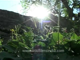 Wild flowers of the Indian Himalaya