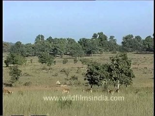 Deers - The ruminant mammals