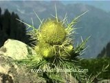Thistle growing in Kashmir Himalaya, India