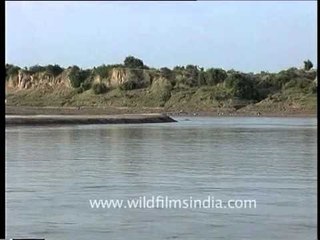 Boating down the Chambal between Rajasthan and Madhya Pradesh!