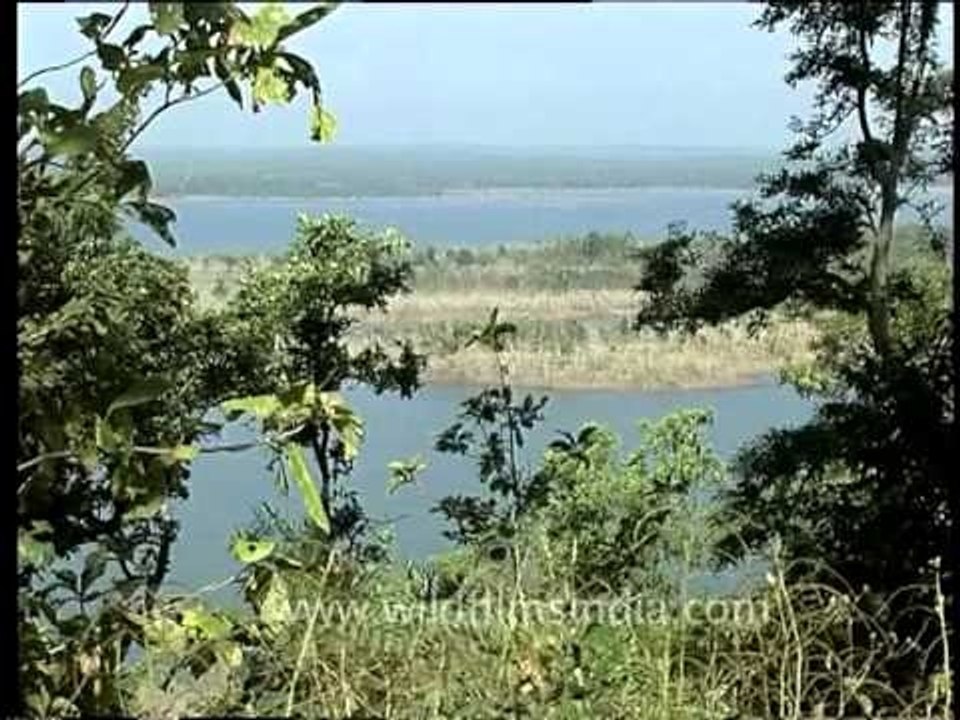 Imagine the jungle book at Pench National Park, Madhya Pradesh