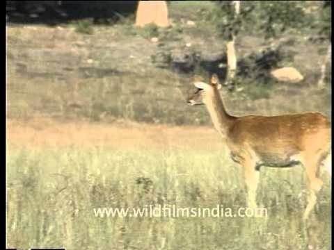Couple of deers grazing on the grasses