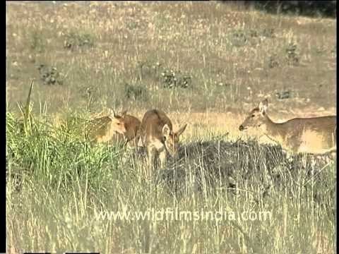 Group of deers grazing on the summer grasses