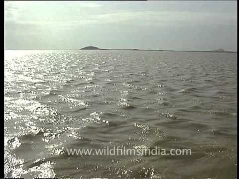 Walking on the surface of the sea? Sambhar Salt Lake, Rajasthan