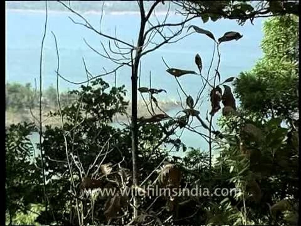 Overlooking the Pench River from Pench National park & Tiger reserve, Madhya Pradesh