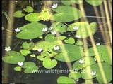 Important Bird Area - Dihaila Jheel at Karera Wildlife Sanctuary, Madhya Pradesh