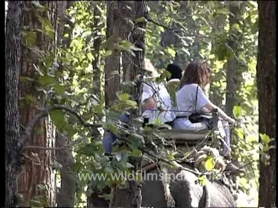 Enjoy the elephant safari in Kanha National Park